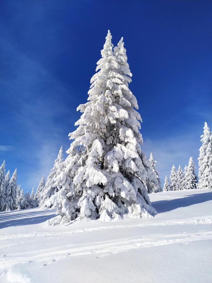 Ferienwohnung Feldberg - Residenz Grafenmatt ภายนอก รูปภาพ